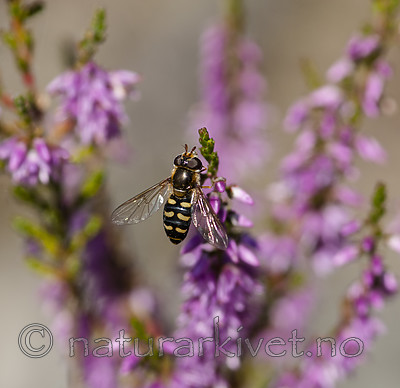 BB 08 0164 / Calluna vulgaris / Røsslyng
